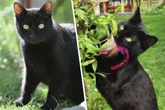 Nach Leben auf Schrottplatz: Gemeinsamer Neustart für süßes Katzen-Trio?