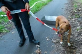 Transporter in Flammen: Polizei bastelt Leine aus Absperrband für geretteten Hund