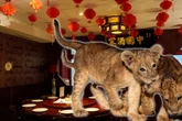 Kuscheln mit Löwen-Babys: Restaurant entsetzt mit fragwürdigem Menü-Angebot