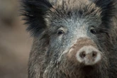 In Thüringen darf geschossen werden: Mit Jagdprämie gegen Schweinepest