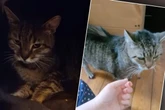 Tierheim will Katzen-Oma vermitteln: Was einige stattdessen vorschlagen, macht Retter fassungslos