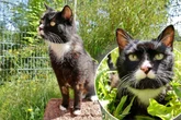 Bildschöner Kater hat ein Problem: Findet Tommy trotzdem sein Glück?