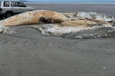 Experten rätseln: Mysteriöse Kreatur an Strand gespült