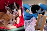 Fürchterliche Diagnose für drei Baby-Katzen: Jetzt geht es um Leben und Tod