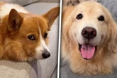 Golden Retriever scheint sich für Corgi zu halten: Was er deshalb tut, lässt Lachtränen fließen