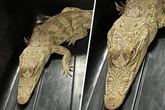 Reptilien-WG und Balkon-Krokodil: Bewohnerin drohen zehn Jahre Knast