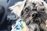 Tierheim tauft ihn den "hässlichsten Hund der Welt", doch dann wendet sich das Blatt