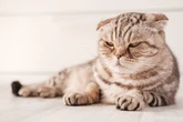 Hicksen statt Miauen: Können Katzen Schluckauf haben?