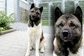 Akita sucht besondere Menschen: Wer kann mit ihrer Vorgeschichte umgehen?