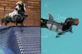 Mann geht mit zwei Dackeln schwimmen: Was er dann feststellen muss, ist verblüffend