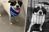 Trauriger Grund: Hündin wird nach Adoption zurück ins Tierheim gebracht