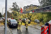 Sturmtief "Joshua" hinterlässt Spuren: 50-Meter-Baum stürzt auf neun Autos