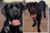 Nach Sicherstellung: Toller Cane Corso sucht zweite Chance