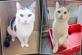 Zuckersüßer Katzen-Opi hat so manche Baustelle - aber auch eine ungewöhnliche Vorliebe