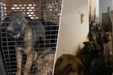 Sie lebten ohne Licht, Luft und auf engstem Raum: 48 Hunde aus fatalen Verhältnissen gerettet