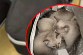 In Einkaufstasche fast erstickt: Katzenfamilie herzlos ausgesetzt