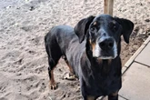 Timmy hat alles verloren: Wer erfüllt dem betagten Hund den letzten Wunsch?