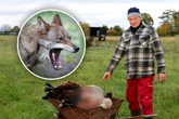 Zwei Attacken in einer Woche: Wolf holt sich trächtige Schafe von sächsischem Züchter