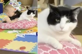 Schwangere hat Angst, dass Kater ihr Baby hassen wird: Monate später macht sie eine Entdeckung