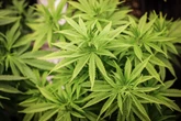 Verdacht bestätigt sich: Polizei entdeckt Cannabis-Indoor-Plantage