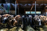 Kühe zu heiß: So sorgen Landwirte für Abkühlung im Stall