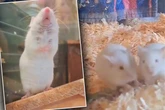 Großes Gewusel im Tierheim: Frau findet ganzes Rudel Mäuse - und es werden noch mehr