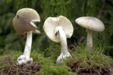 Kind steckt sich Giftpilz in den Mund: Mehrere Spielplätze in NRW gesperrt