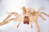 Fiese Giftspinne breitet sich in Sachsen aus
