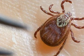 Gefährlicher Zeckenstich: Immer mehr Borreliose-Fälle in Sachsen-Anhalt