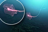 Kann bis zu 45 Meter lang werden: Mysteriöses Wesen im Mittelmeer gesichtet