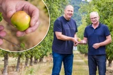 Ein Professor aus Sachsen will den Ur-Apfel retten