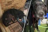 Was ist dieser Seele zugestoßen? Hund kommt extrem vernarbt ins Tierheim