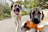 Hundekind mit über 46 Kilo: Panda weiß nicht, was für ein Riese er ist