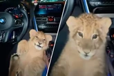Mit Löwenbaby auf dem Schoß am Steuer: Kurioses Video stammt wohl aus dem Ausland
