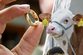 Liebe durch den Magen: Metzger findet in Kuh den Ehering des Bauern