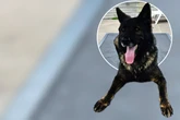 Nach Sicherstellung: Schäferhund Arkas sucht Menschen mit Hunde-Erfahrung