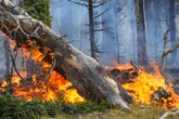 Waldbrand am Grand Canyon wird zum "Mega-Feuer": Keine Besserung in Sicht