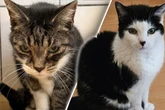 Katzen landen mit 18 Jahren im Tierheim: Bei ihrer Ankunft sind sie total durch den Wind