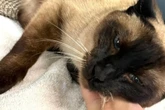 Sie ist krank und trotzdem voller Hoffnung: Wer schenkt Katze Maya ein Zuhause?