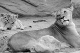 Tierpark Hagenbeck in tiefer Trauer: Löwin Tembesi ist tot