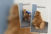 Kater Bellini muss zum Tierarzt: Was er dort macht, sorgt für Lacher im Netz