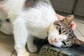 Verletzte Katze kämpfte sich zurück ins Leben: Wer schenkt Song ein Zuhause?