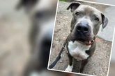 Frau setzt Freund Pistole auf die Brust, der steckt Hund Waldi tatsächlich ins Tierheim