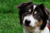 Rocco hat Furchtbares erlebt: Wer erfüllt dem Hund seinen letzten Wunsch?