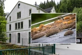 Feuchte Sorgen im Erzgebirge: Tierheim hat Dachschaden