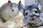 Besondere Bande am Start: Ist für diese Chinchillas ein Happy End in Sicht?