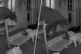 Nach Einbruch stehen sich Schwarzbär und Hunde-Opa Auge in Auge gegenüber