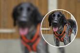Zu viel Hund für Anfänger? Warum der süße Phoenix ein ganz besonderes Zuhause braucht