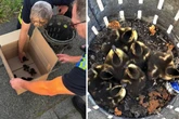 Süße Enten-Babys vor ihrem traurigen Schicksal bewahrt