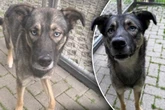 Gütige Hündin angeblich in Park gefunden, doch Tierretter haben eine Vermutung